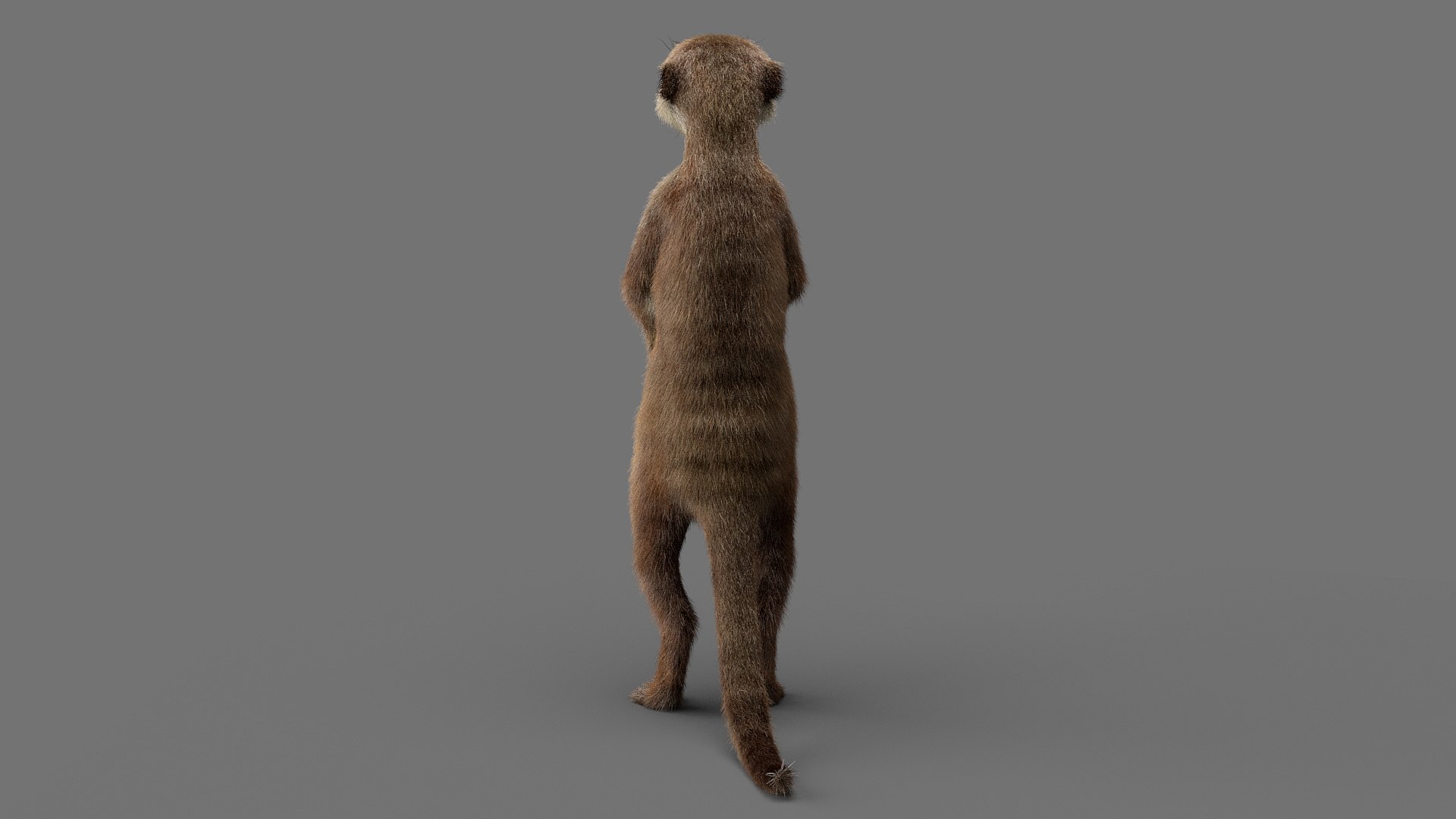 3D Meerkat Realistic - TurboSquid 1540248