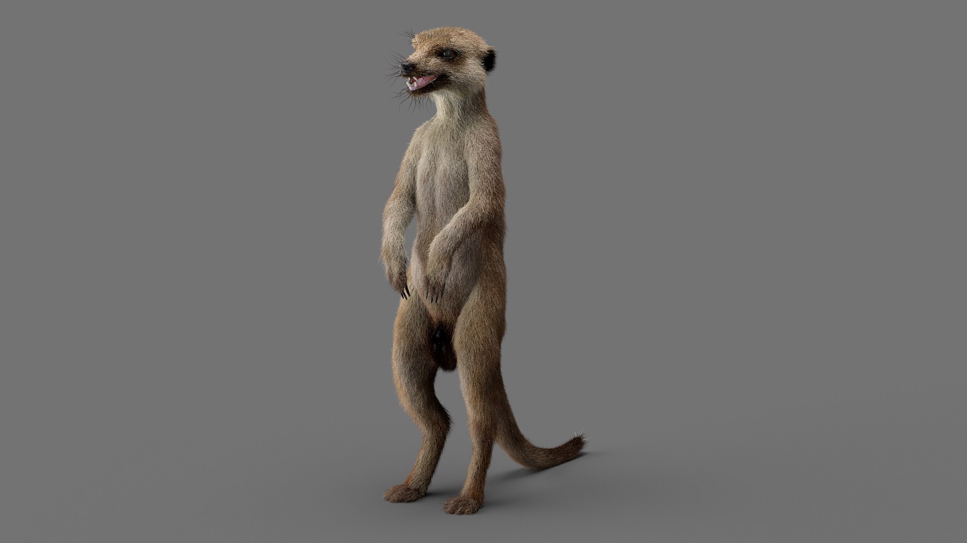 3D Meerkat Realistic - TurboSquid 1540248