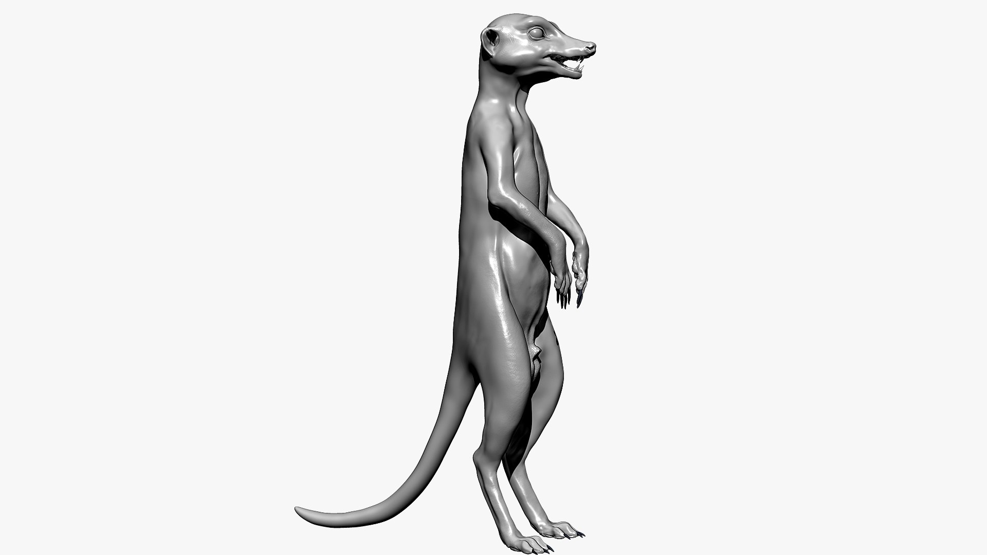 3D Meerkat Realistic - TurboSquid 1540248