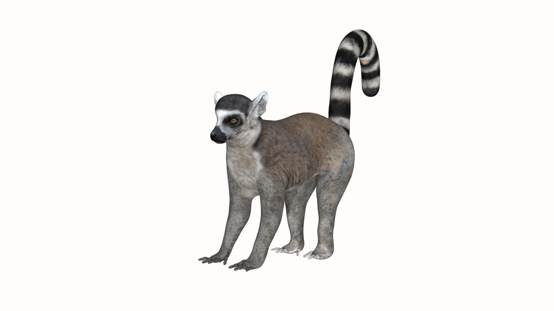 Lemur monkey 3D model https://p.turbosquid.com/ts-thumb/Lc/V1Qv0r/cF/16/jpg/1627129542/1920x1080/fit_q87/f099928669bbc11860fde9684f534e5658e8ad82/16.jpg