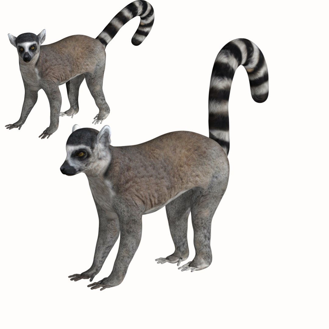 Lemur monkey 3D model https://p.turbosquid.com/ts-thumb/Lc/V1Qv0r/nU/11/jpg/1627129540/1920x1080/fit_q87/295b0287d26dea3f455e820a283e83930f3f0b0c/11.jpg