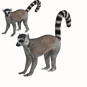 Lemur monkey 3D model