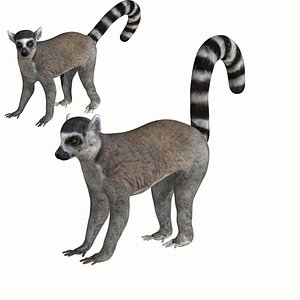Lemur monkey