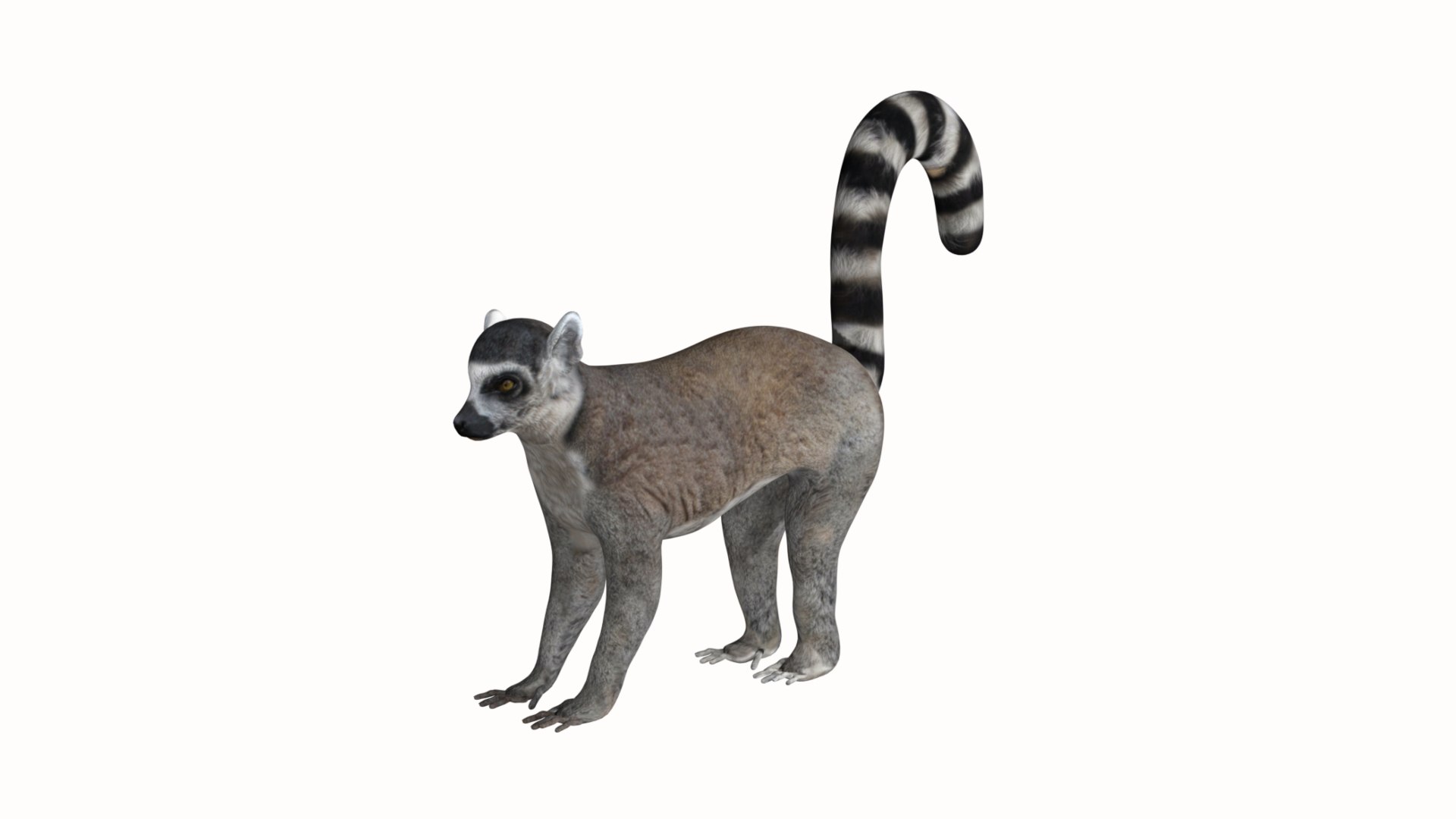 Lemur monkey 3D model https://p.turbosquid.com/ts-thumb/Lc/V1Qv0r/oV/12/jpg/1627129541/1920x1080/fit_q87/e1065d29a51a5e6bd7b4471a4a74a06483884409/12.jpg