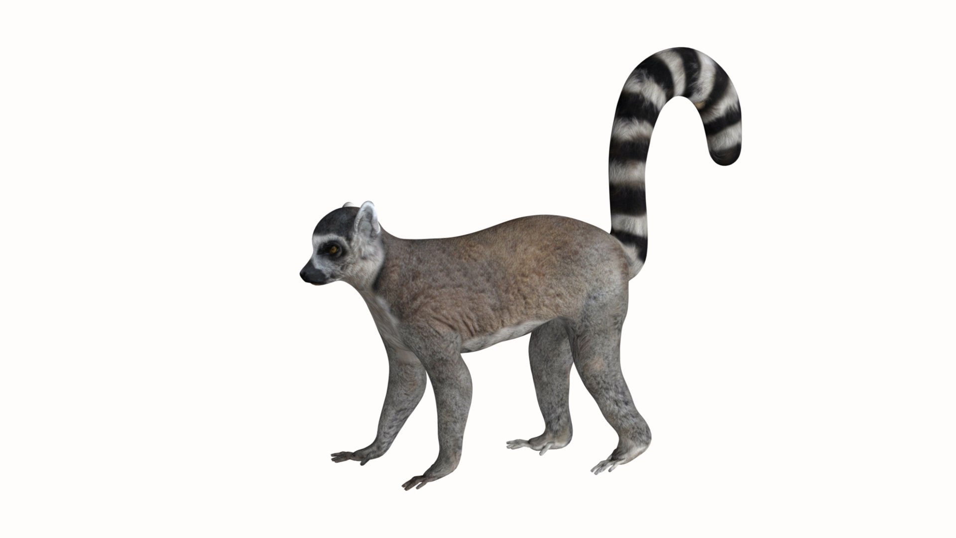 Lemur monkey 3D model https://p.turbosquid.com/ts-thumb/Lc/V1Qv0r/uq/14/jpg/1627129541/1920x1080/fit_q87/c10b213020d12a32a8d3b0e5ce8d95ba6d156872/14.jpg