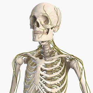 male skeleton nervous 3D model