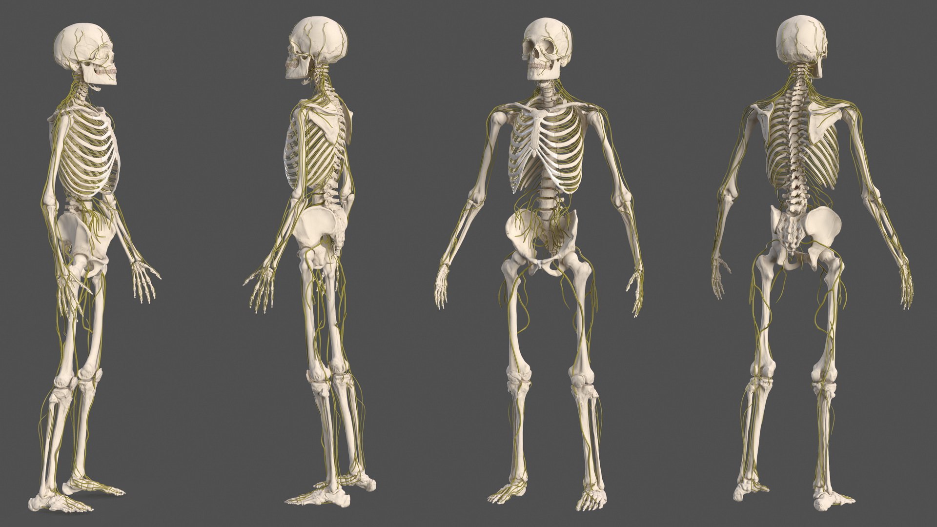 Male Skeleton and Nervous System 3D model preview