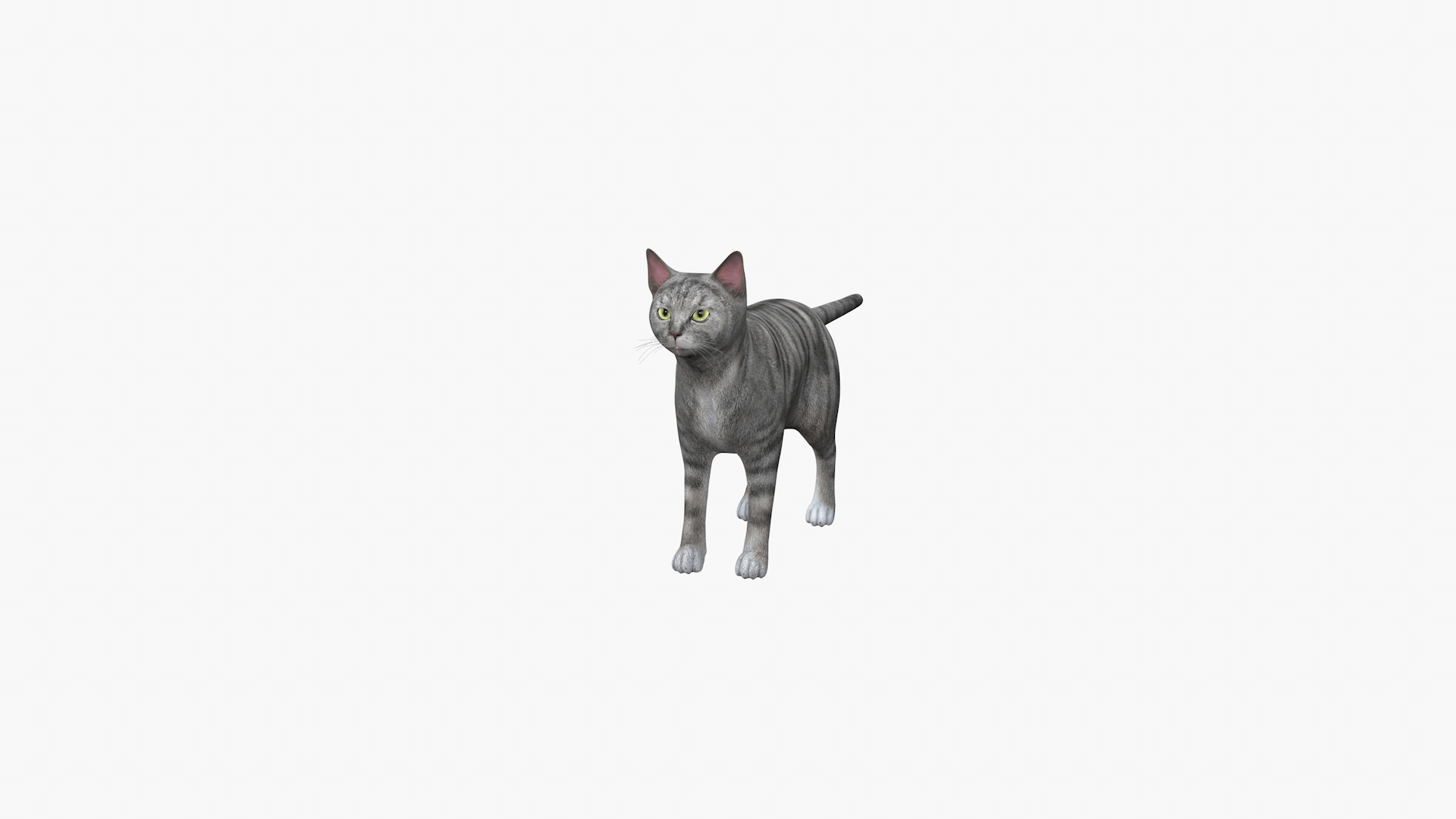 Vitas Shorthair Cat 3D model - TurboSquid 1843972