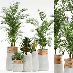 3D indigenus soma plant model