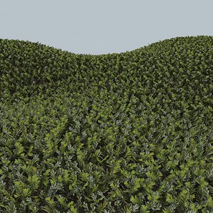 grass complex leaves 3D