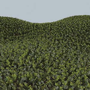 Grass complex leaves 1