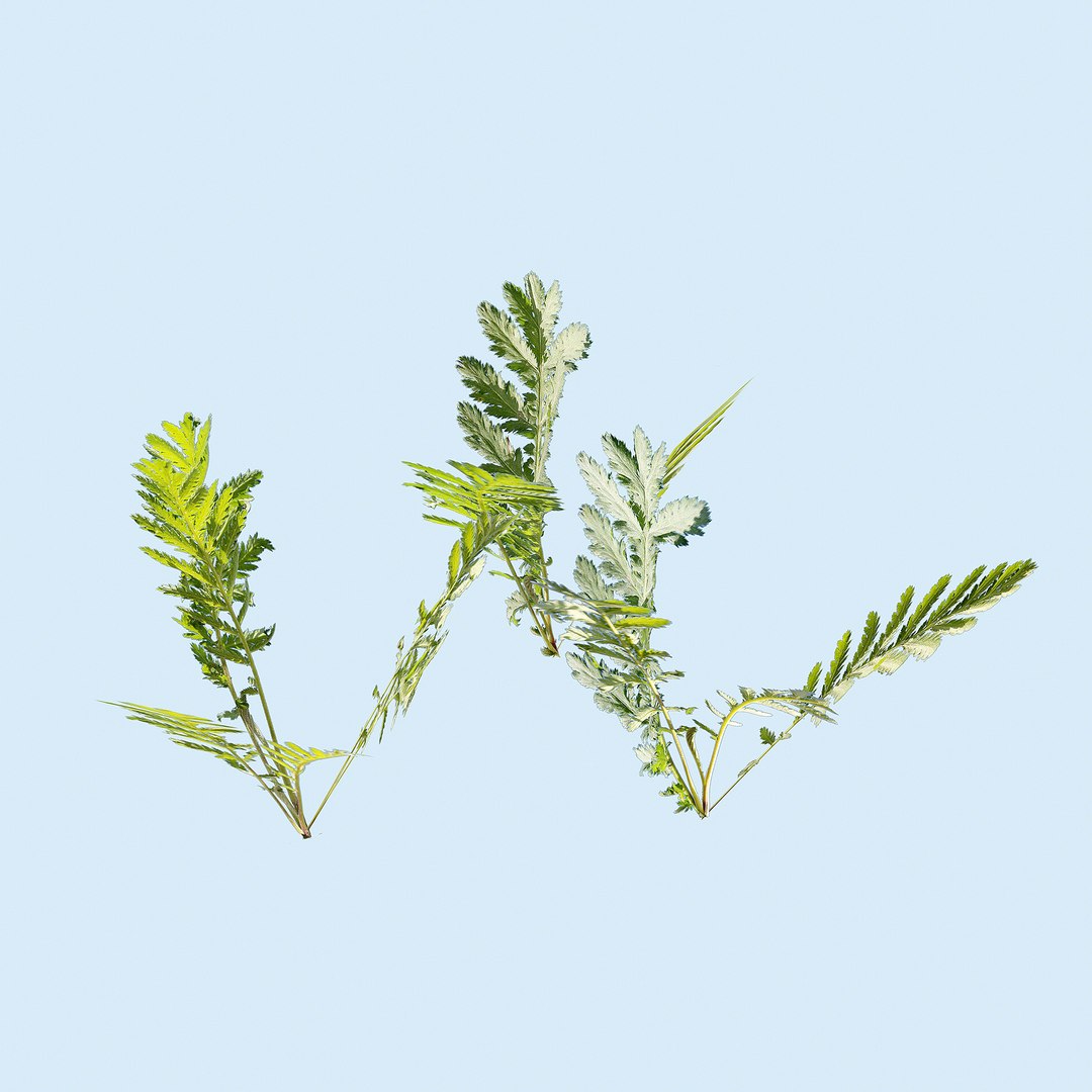 grass complex leaves 3D https://p.turbosquid.com/ts-thumb/Ld/2SETRb/wh1uHiD2/1/jpg/1603153732/1920x1080/fit_q87/d497cd120a2196aa07aa675f8c0403d086d2dec4/1.jpg