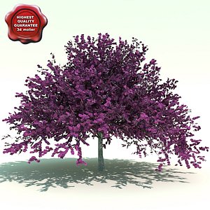 3dsmax cercis canadensis eastern redbud