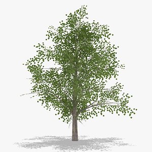 platanus summer low poly