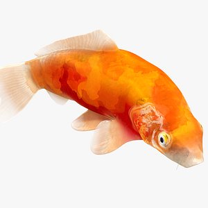 3D Japanese Carp Fish Rigged L1840 model
