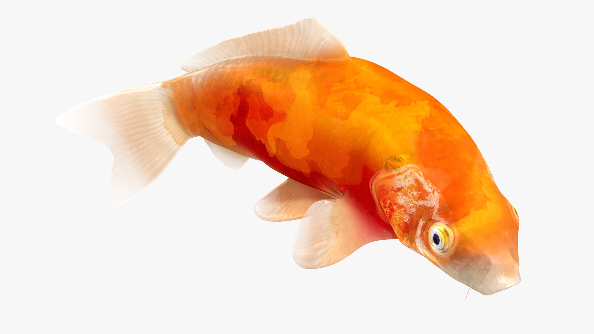 3D Japanese Carp Fish Rigged L1840 model - TurboSquid 1968987