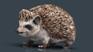 hedgehog animal garden model
