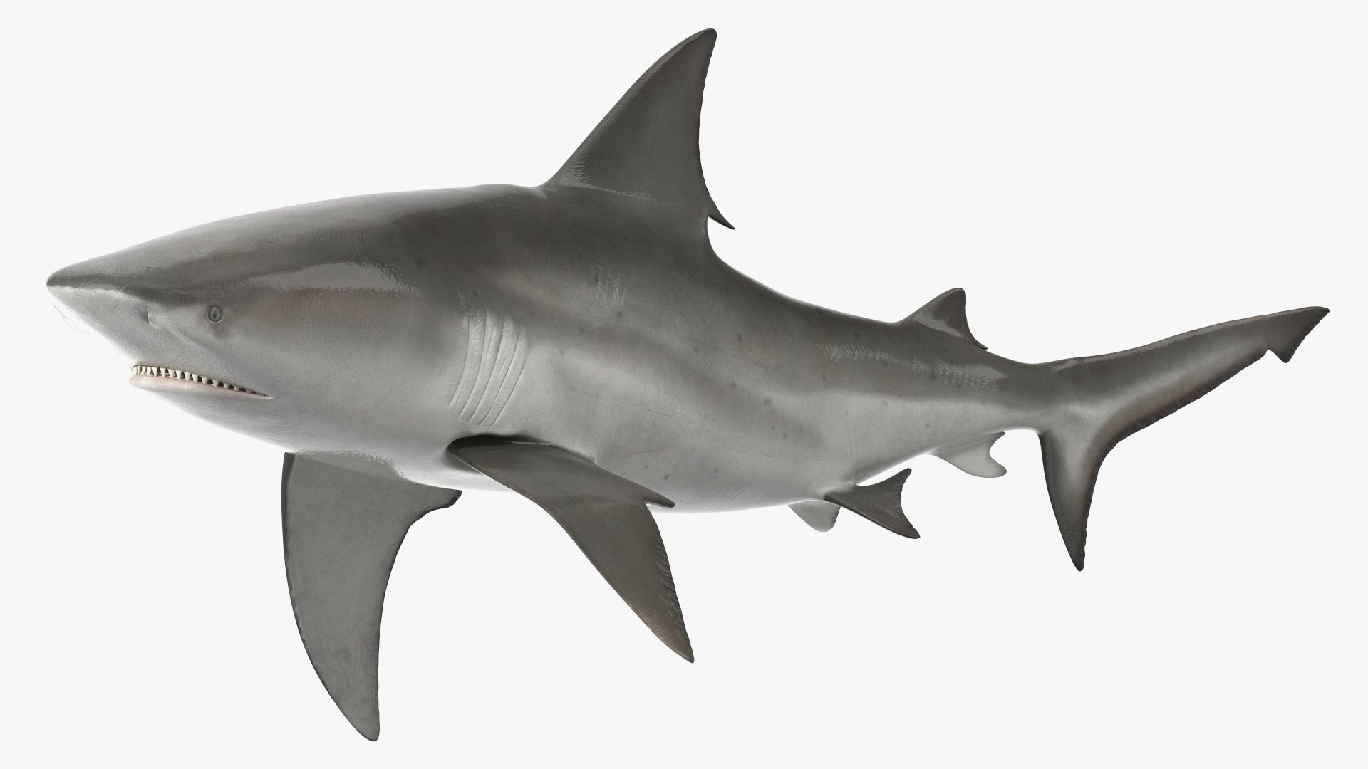 3D Realistic Bull Shark Rigged for Maya model https://p.turbosquid.com/ts-thumb/Ld/JtF9Ta/6W/realistic_bull_shark_rigged_013/jpg/1737020808/1920x1080/fit_q87/88a76378511d56726814dafb50f7ddfa11e176bc/realistic_bull_shark_rigged_013.jpg