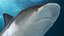 Realistic Bull Shark Rigged for Maya