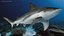 Realistic Bull Shark Rigged for Maya
