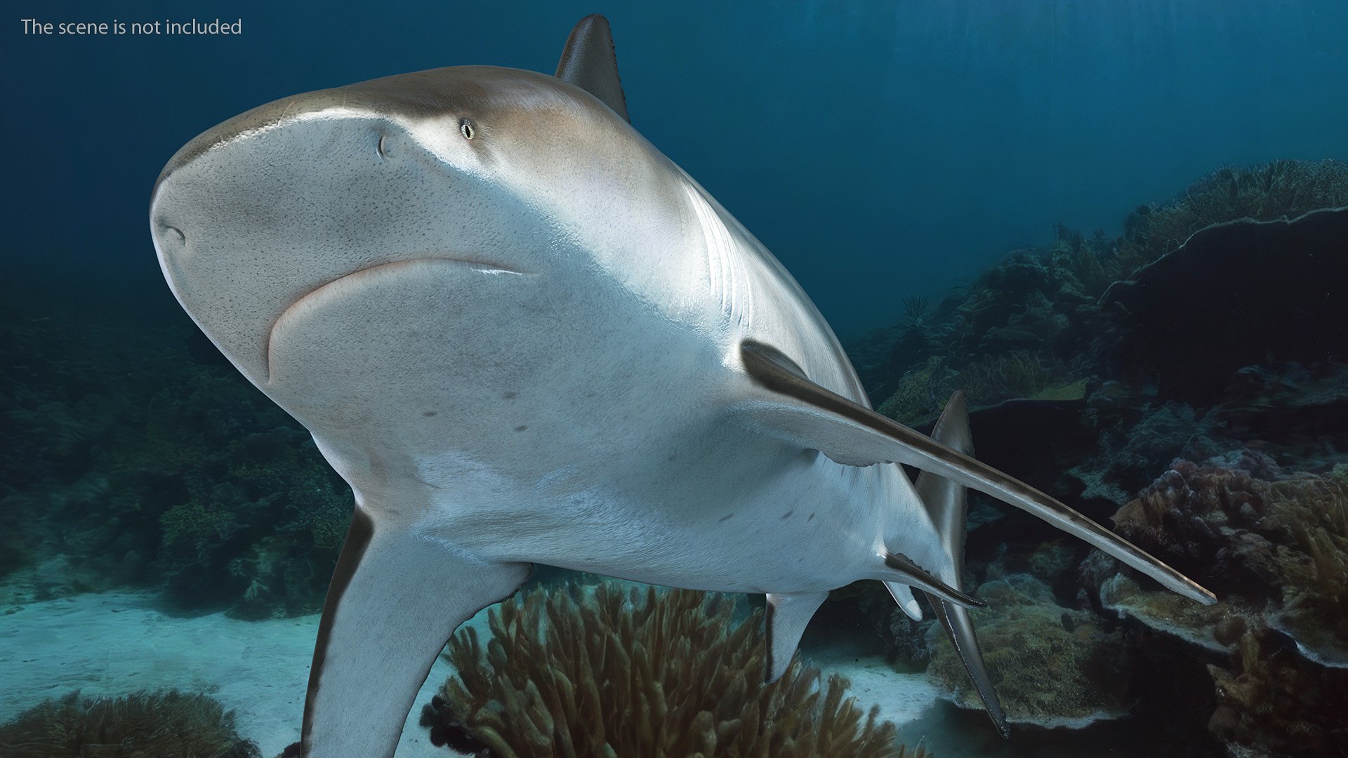 3D Realistic Bull Shark Rigged for Maya model https://p.turbosquid.com/ts-thumb/Ld/JtF9Ta/iK/realistic_bull_shark_rigged_007/jpg/1737020784/1920x1080/fit_q87/cd8794e44d372b9afad242073e2f59b96c93bb96/realistic_bull_shark_rigged_007.jpg