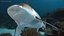 Realistic Bull Shark Rigged for Maya