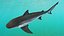 Realistic Bull Shark Rigged for Maya