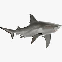 Realistic Bull Shark Rigged for Maya