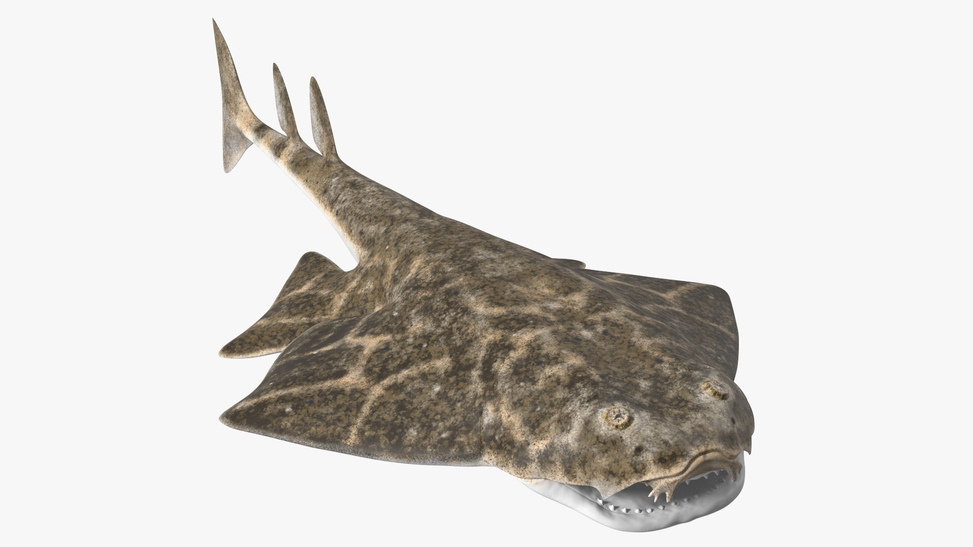 Angel Shark Rigged for Modo 3D model preview