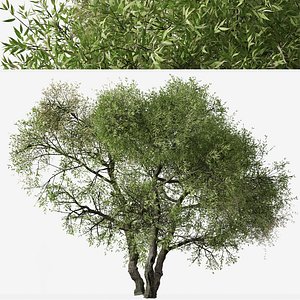 3D Set of Salix lasiolepis or Arroyo willow Tree model