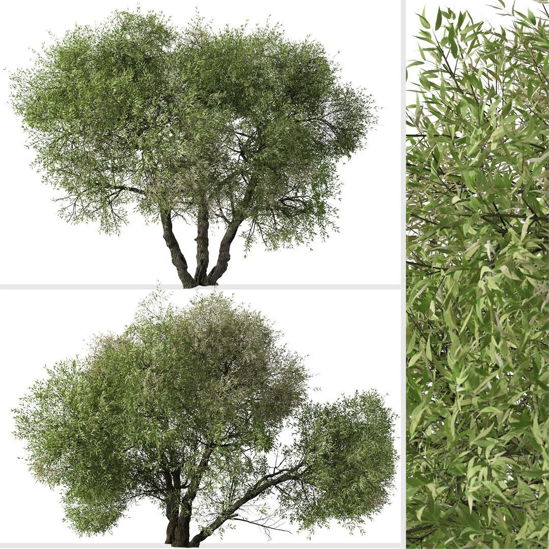 3D Set Of Salix Lasiolepis Or Arroyo Willow Tree Model TurboSquid 1966737