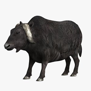 domestic yak model