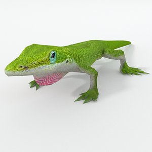 anole lizard 3D model