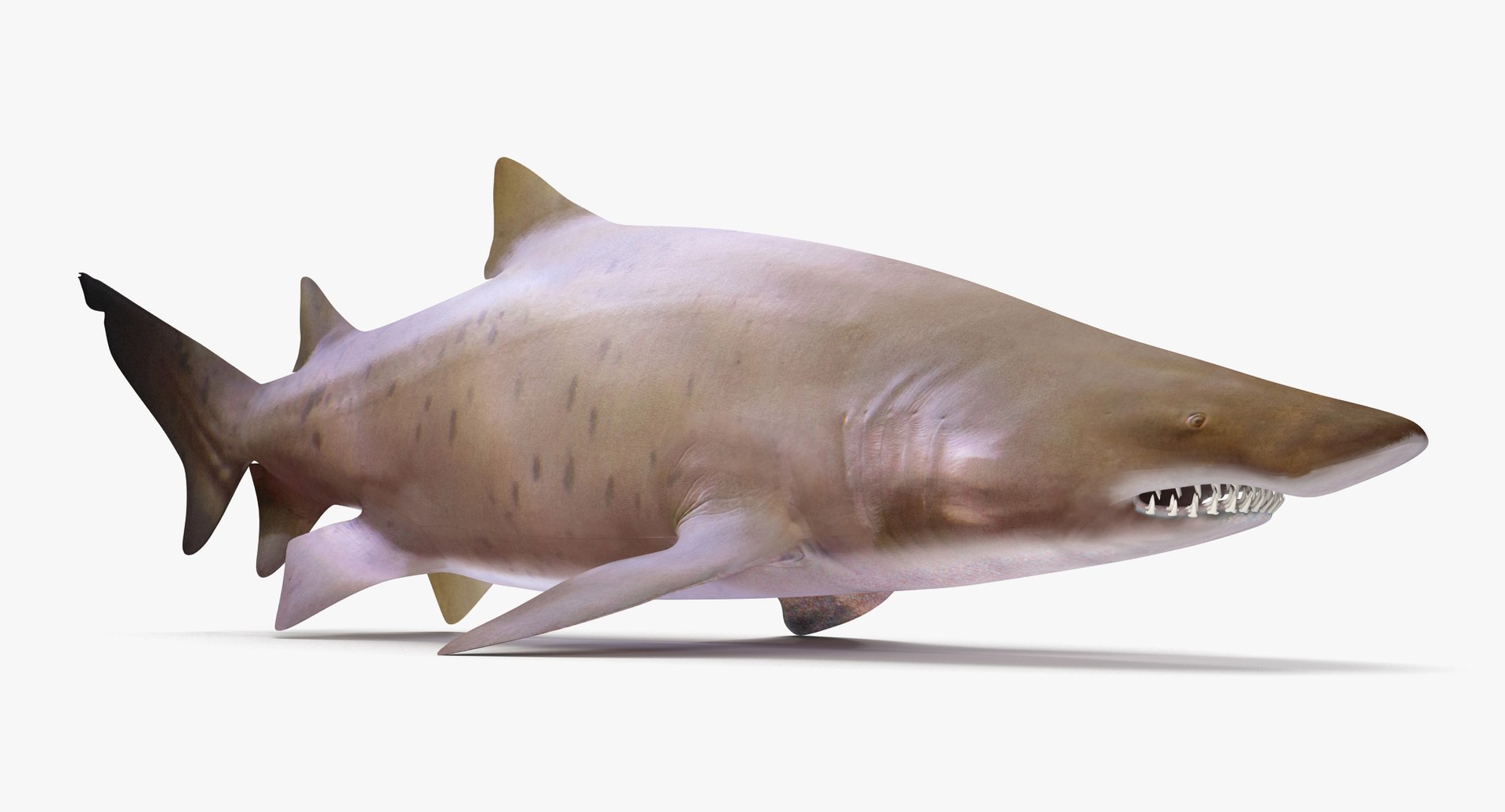 3D model shark sandbar hammerhead https://p.turbosquid.com/ts-thumb/Ld/eks0EA/1KvhHf36/stshark_r0002/jpg/1538215622/1920x1080/fit_q87/ceb0ea181a497565234ef50df61929cba754c12b/stshark_r0002.jpg