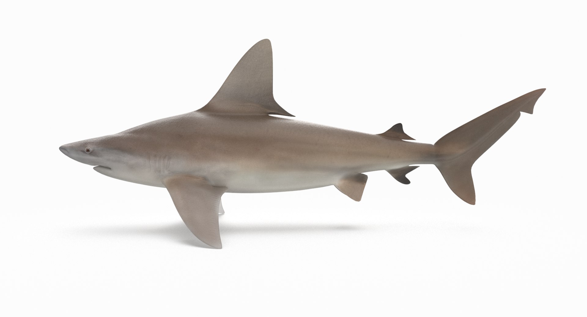 3D model shark sandbar hammerhead https://p.turbosquid.com/ts-thumb/Ld/eks0EA/1lXoA9mA/sandbar_r2/png/1538215622/1920x1080/fit_q87/85a538c7933bd3e052bb76f3afb6f7e20937926a/sandbar_r2.jpg