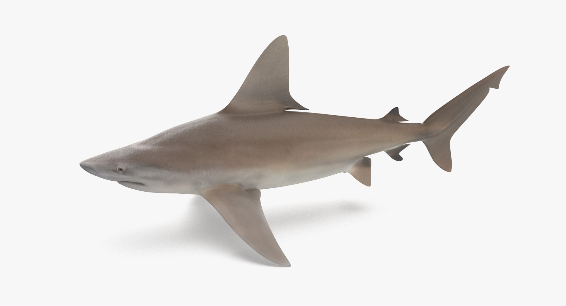 3D model shark sandbar hammerhead https://p.turbosquid.com/ts-thumb/Ld/eks0EA/28W3unz0/sandbar_r1/png/1538215585/1920x1080/fit_q87/68db200c7d7a2ca72c04050330c880481ea816f0/sandbar_r1.jpg