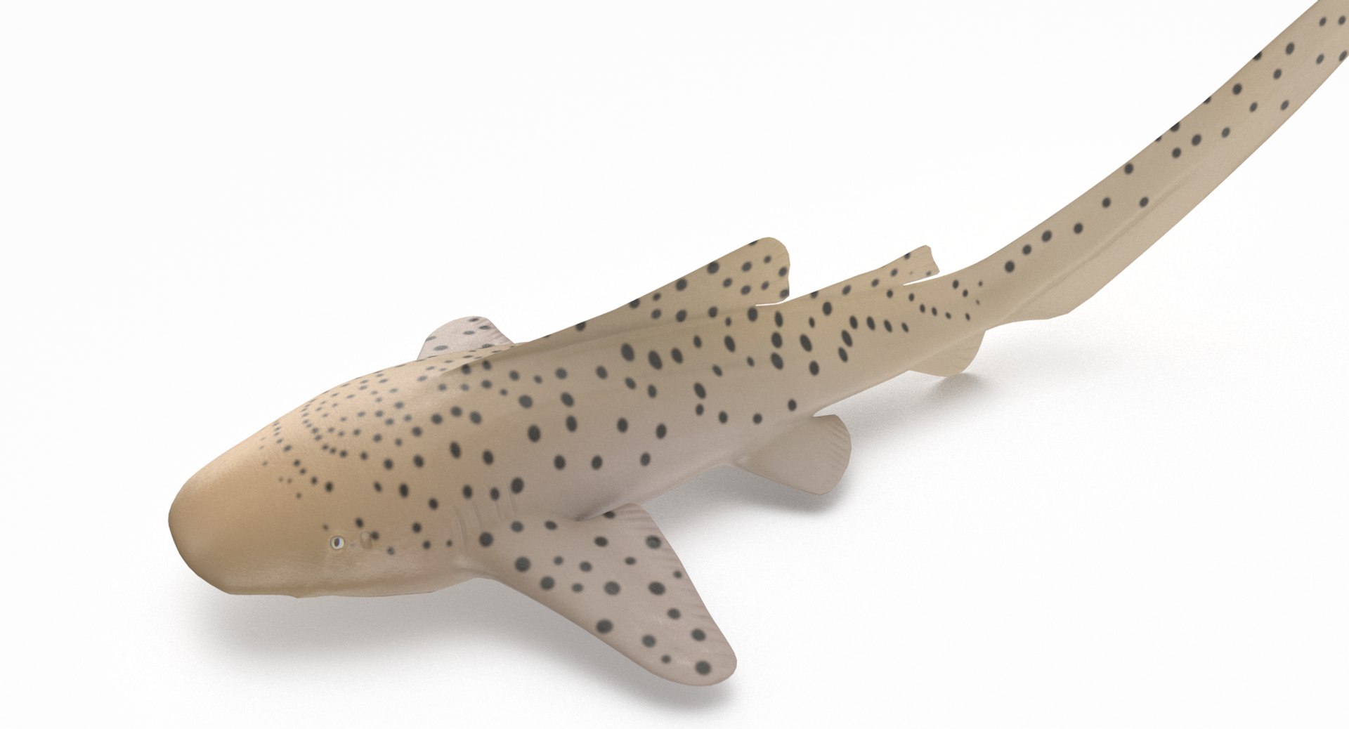 3D model shark sandbar hammerhead https://p.turbosquid.com/ts-thumb/Ld/eks0EA/4OW6LqOQ/zebrashark_r4/png/1538215652/1920x1080/fit_q87/4d6e25356a07dc6a4a80664f0eab2b3d23edbac7/zebrashark_r4.jpg