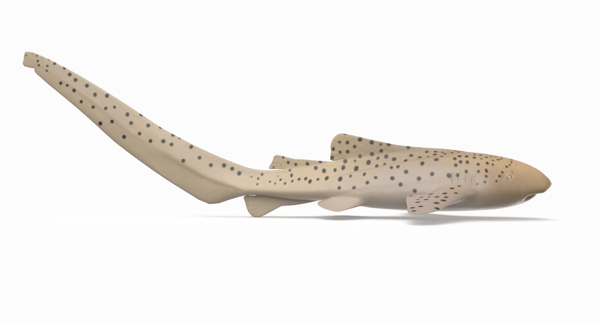 3D model shark sandbar hammerhead https://p.turbosquid.com/ts-thumb/Ld/eks0EA/5Eemij0l/zebrashark_r2/png/1538215652/1920x1080/fit_q87/da79ac18745142a805e79f2ff0bd200a89206887/zebrashark_r2.jpg