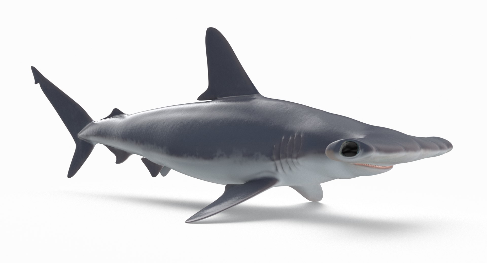 3D model shark sandbar hammerhead https://p.turbosquid.com/ts-thumb/Ld/eks0EA/5wx3Uey5/hammerhead_r4/png/1538215552/1920x1080/fit_q87/74bc0d81afbc294a7c4c3c477009bb4ea340109f/hammerhead_r4.jpg