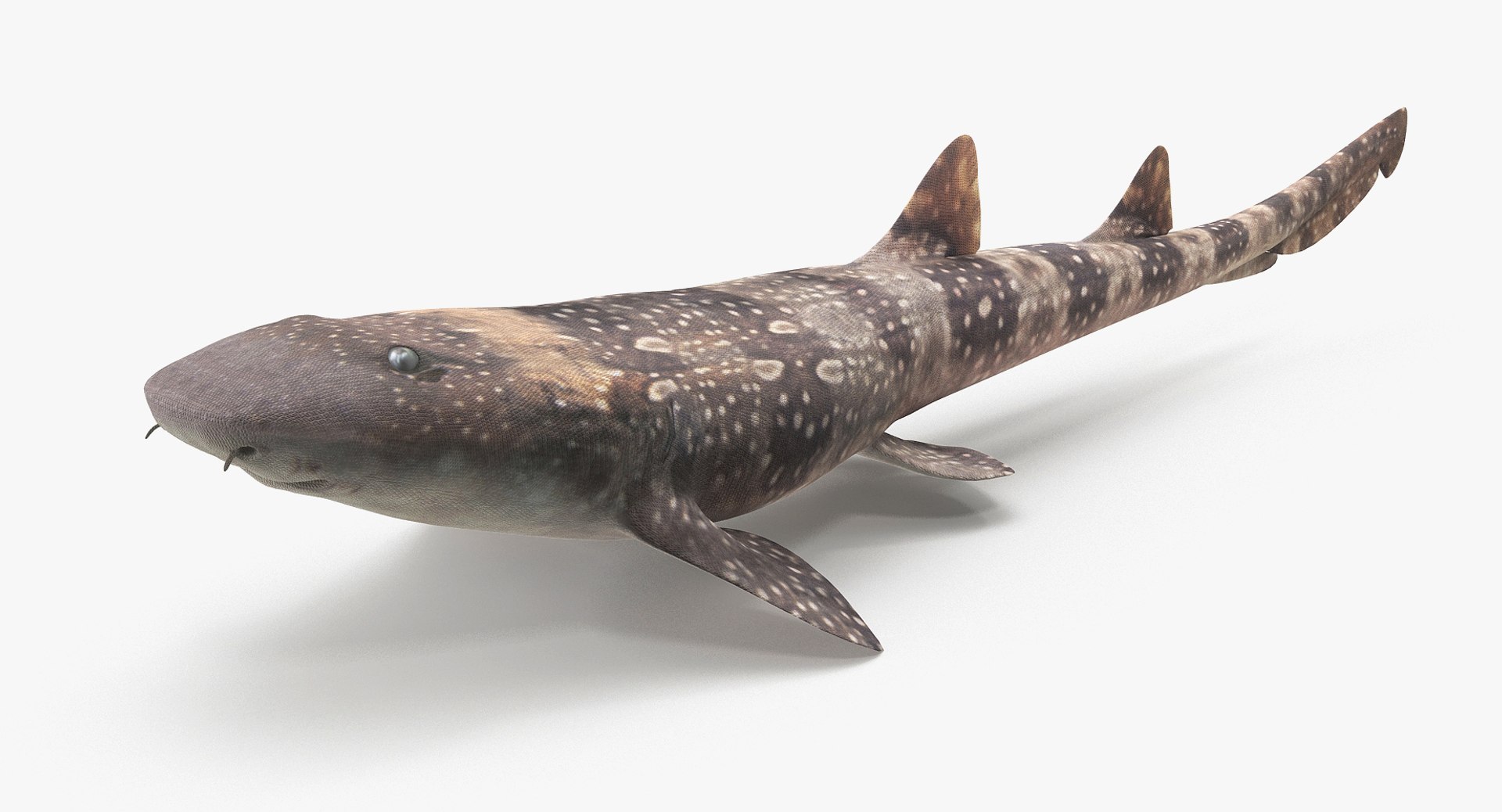 3D model shark sandbar hammerhead https://p.turbosquid.com/ts-thumb/Ld/eks0EA/70nceW1S/bamboosharkr_3a/jpg/1538215552/1920x1080/fit_q87/ca62299a2c21a8d624e8ec1a529908aa27be9f50/bamboosharkr_3a.jpg