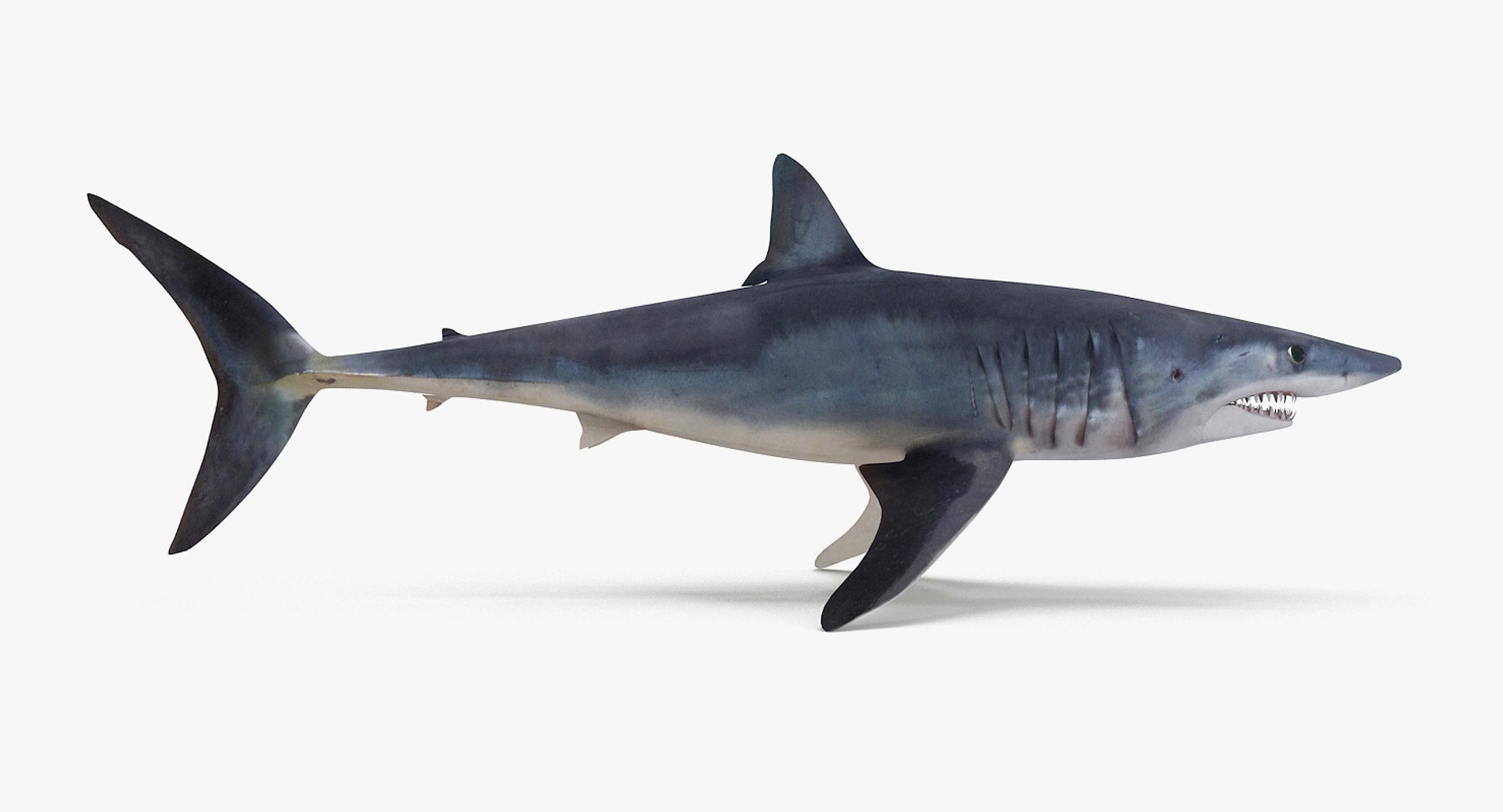 3D model shark sandbar hammerhead https://p.turbosquid.com/ts-thumb/Ld/eks0EA/9FCKzDJf/mako_r1a/jpg/1538215552/1920x1080/fit_q87/a09b3f8b18e12d19d8a5915aeb46c2993bb22650/mako_r1a.jpg