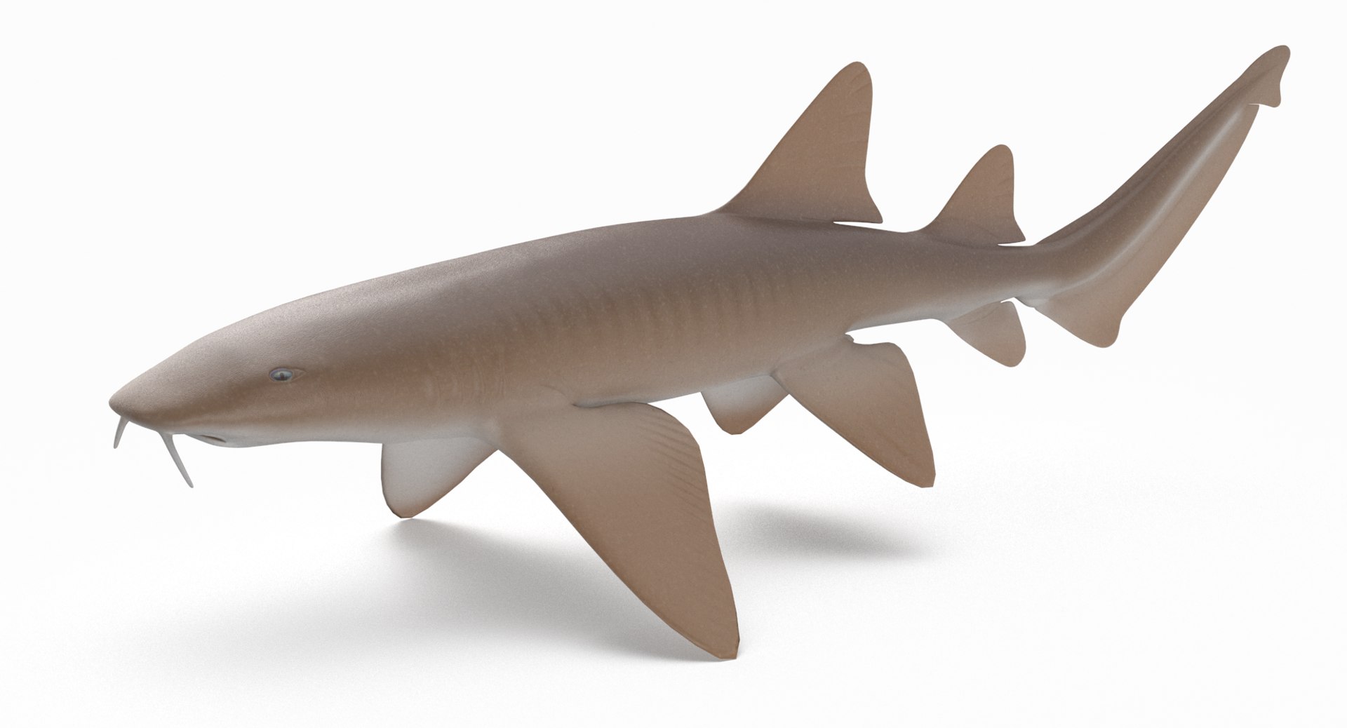 3D model shark sandbar hammerhead https://p.turbosquid.com/ts-thumb/Ld/eks0EA/J82Fhfay/nurseshark_r8/png/1538215585/1920x1080/fit_q87/5391a1ffcf7e45547b6defd4d34426284004dc66/nurseshark_r8.jpg