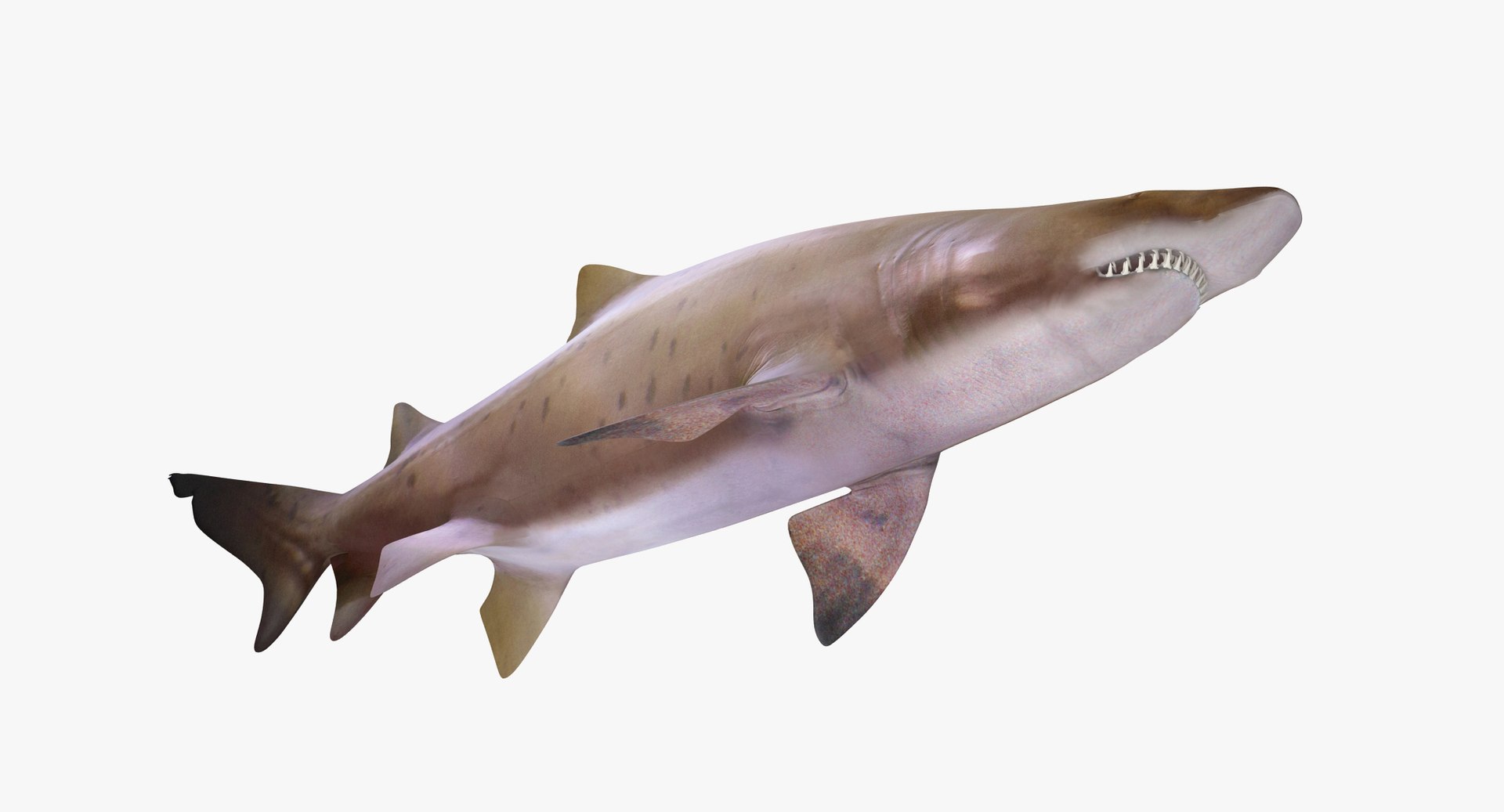 3D model shark sandbar hammerhead https://p.turbosquid.com/ts-thumb/Ld/eks0EA/Lr2cCHob/stshark_r0008/jpg/1538215651/1920x1080/fit_q87/63d1bbb814fa9bd181cb1c17f05e21542cdcf116/stshark_r0008.jpg