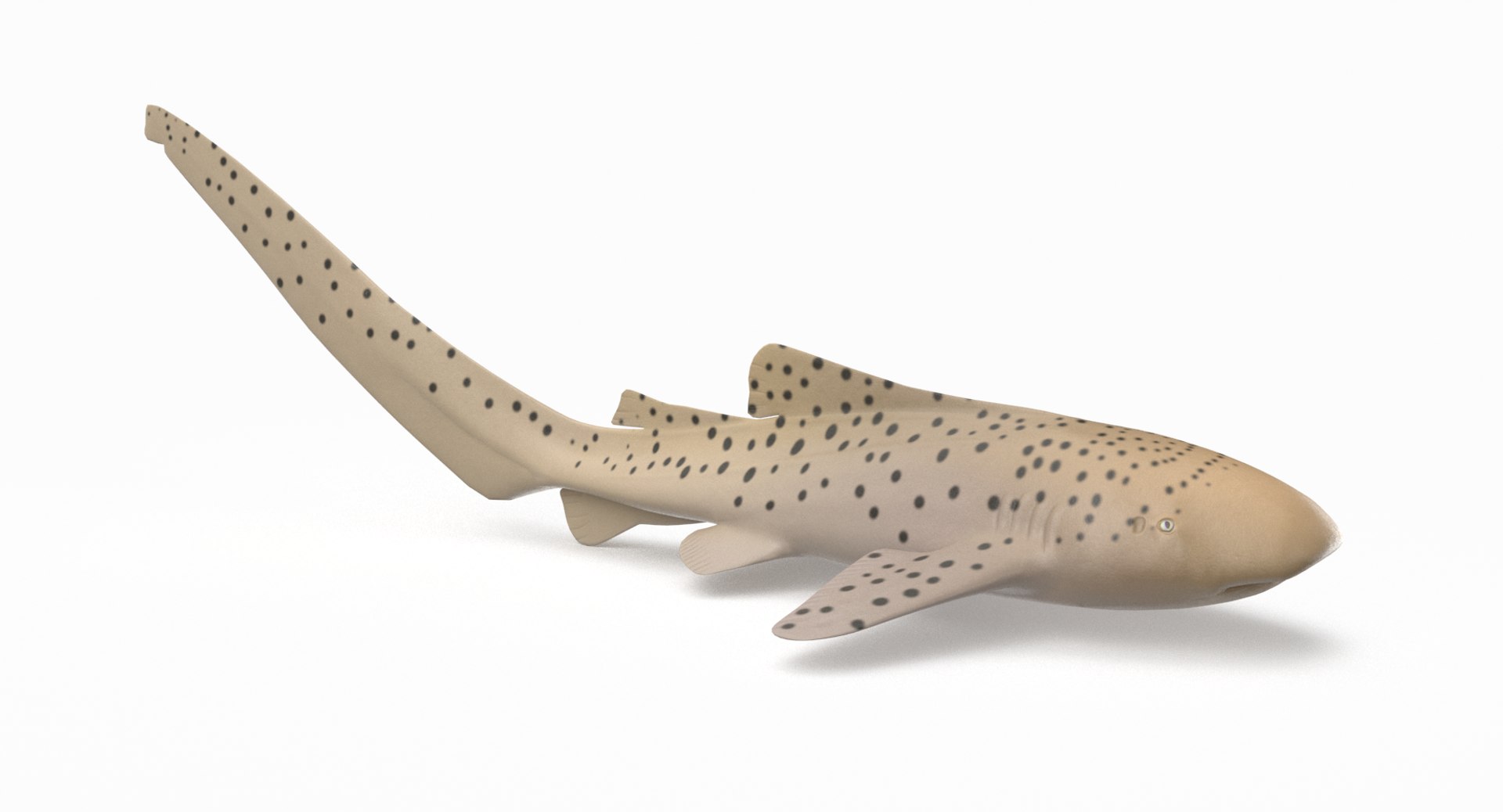 3D model shark sandbar hammerhead https://p.turbosquid.com/ts-thumb/Ld/eks0EA/MCUeFBGN/zebrashark_r1/png/1538215652/1920x1080/fit_q87/0c90624f27b3091e97f53f929b02cfaadf0f5f7f/zebrashark_r1.jpg