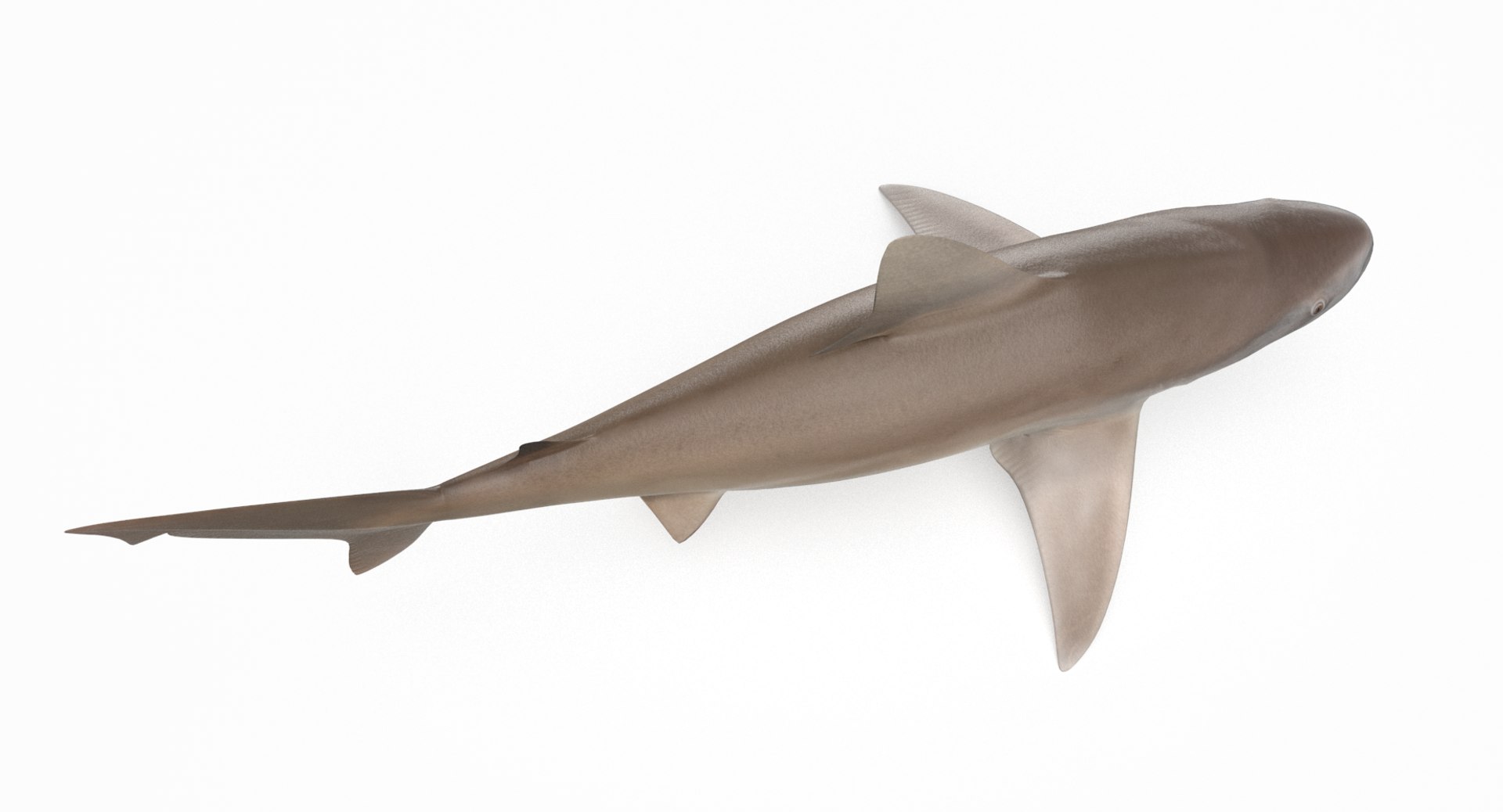 3D model shark sandbar hammerhead https://p.turbosquid.com/ts-thumb/Ld/eks0EA/MUHphpUp/sandbar_r5/png/1538215622/1920x1080/fit_q87/a2c4259bcbbf25fd614b58da8d243ef012432977/sandbar_r5.jpg