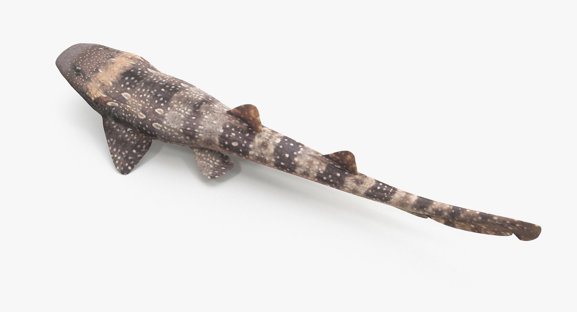 3D model shark sandbar hammerhead https://p.turbosquid.com/ts-thumb/Ld/eks0EA/PwjIdpV2/bamboosharkr_2a/jpg/1538215552/1920x1080/fit_q87/547306ba5ca99c3f83fab01f65b5353db699e6e1/bamboosharkr_2a.jpg