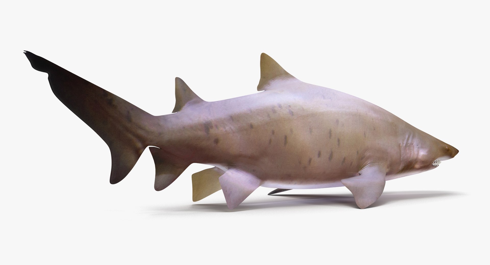 3D model shark sandbar hammerhead https://p.turbosquid.com/ts-thumb/Ld/eks0EA/UaBdOv16/stshark_r0003/jpg/1538215651/1920x1080/fit_q87/94d3528309ecf6a6d1a1d1689ee00f1a43d572a0/stshark_r0003.jpg