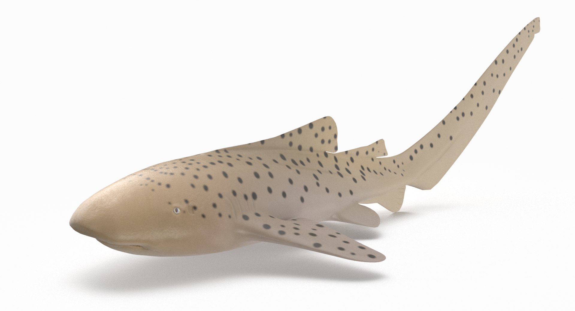 3D model shark sandbar hammerhead https://p.turbosquid.com/ts-thumb/Ld/eks0EA/ZcFY4YX0/zebrashark_r3/png/1538215652/1920x1080/fit_q87/8a202541aa005b3d06b60cecb85726407bab4b04/zebrashark_r3.jpg