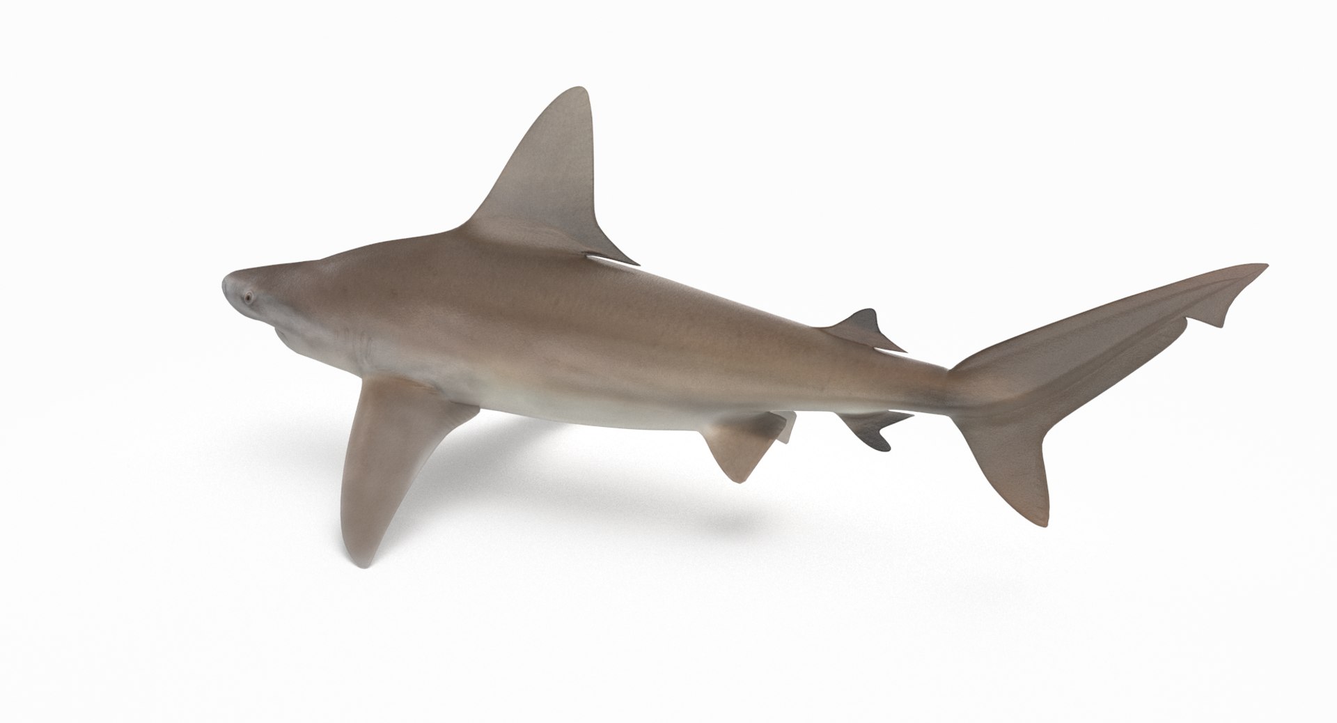 3D model shark sandbar hammerhead https://p.turbosquid.com/ts-thumb/Ld/eks0EA/jKMOF5HB/sandbar_r3/png/1538215622/1920x1080/fit_q87/b206adb3a03eaf31570b83d35a5d9cde1de4aa08/sandbar_r3.jpg