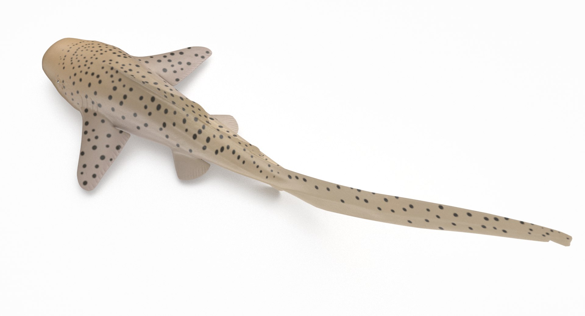 3D model shark sandbar hammerhead https://p.turbosquid.com/ts-thumb/Ld/eks0EA/pW8H72y4/zebrashark_r6/png/1538215652/1920x1080/fit_q87/9a4911585b501cf2ccde337986af1e606b231946/zebrashark_r6.jpg